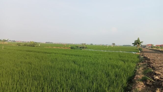 
					Oknum Pegawai BUMN Diduga Melanggar Aturan Tata Ruang Berpotensi Pidana, Jual Belikan Tanah Kavling Berstatus Lahan Zona Hijau Atau LSD